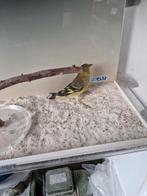 Zwartkop sijs pop 2024, Dieren en Toebehoren, Vrouwelijk