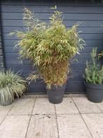 Grote pol bamboe zonder pot, Tuin en Terras, Vaste plant, Bloeit niet, Halfschaduw, Ophalen