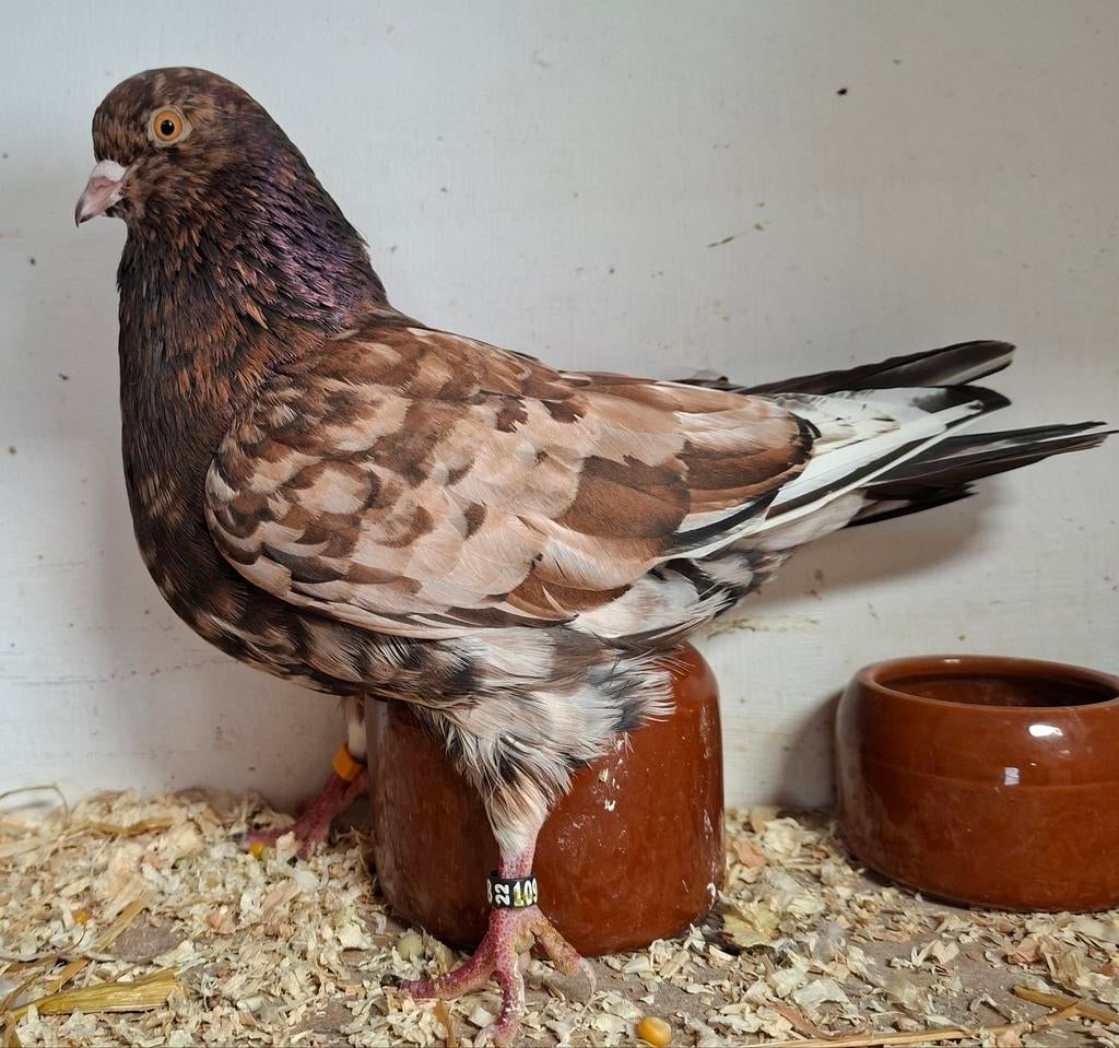 BIRMINGHAM ROLLERS, Dieren en Toebehoren, Meerdere dieren