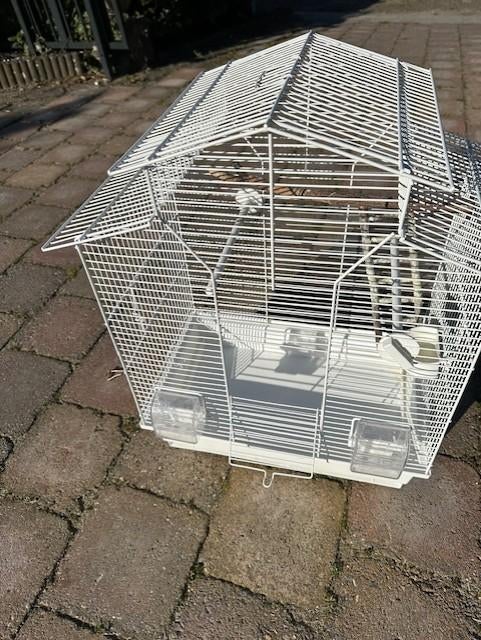 Papegaaien hok, Geslacht onbekend, Papegaai