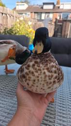 Hollandse kwakers mannelijk. Eenden., Ophalen of Verzenden, Zo goed als nieuw, Pluimvee