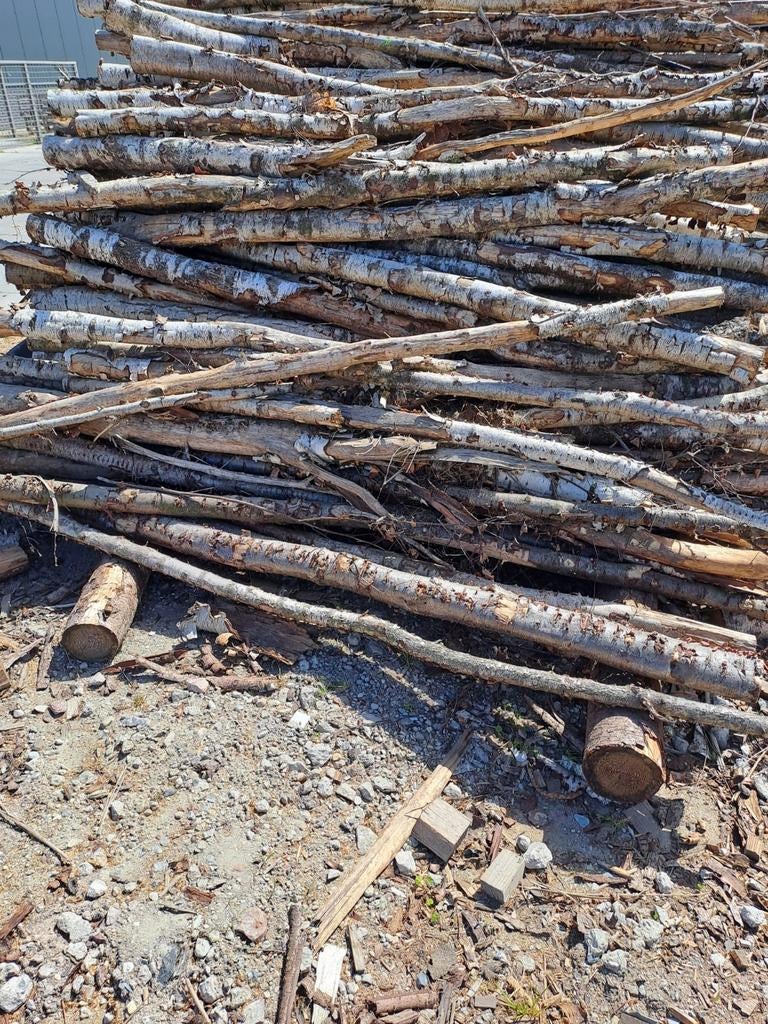 Berkenstammetjes zie omschrijving  4 kuub, 6 m³ of meer, Ophalen, Berkenhout, Stammen