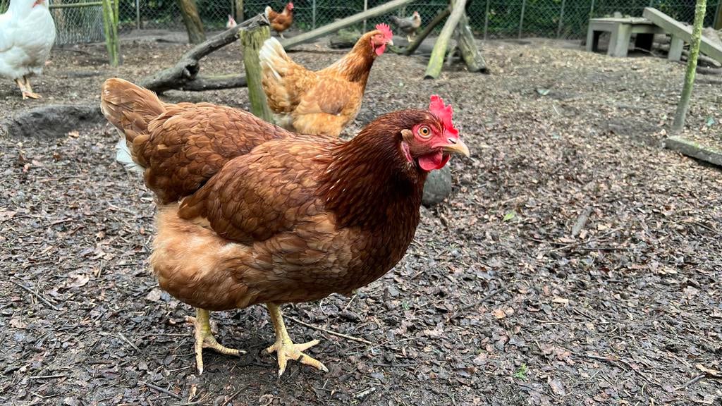 Broedeieren van de Barnevelder kip, Dieren en Toebehoren, Geslacht onbekend, Kip