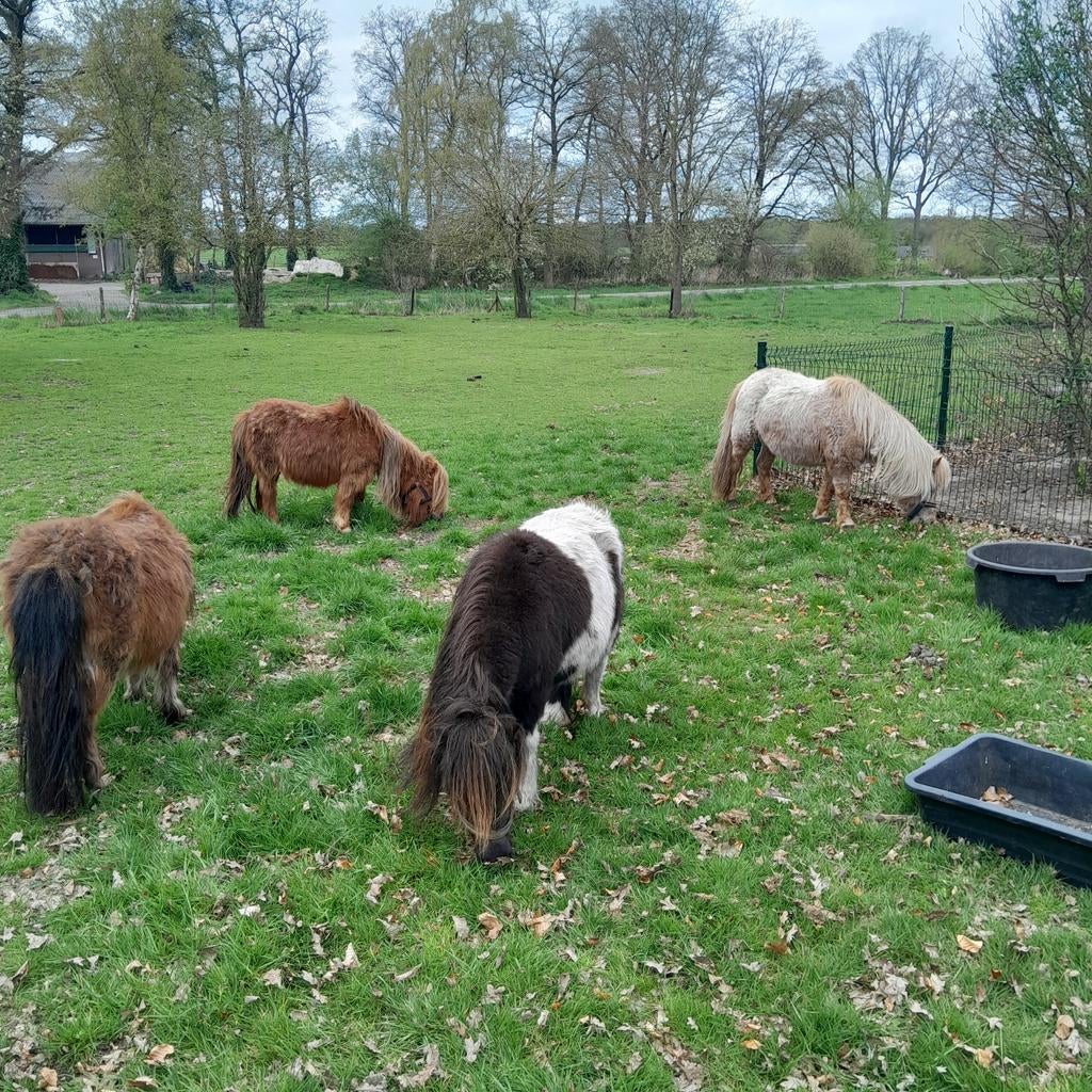 4 Shetlander merrie,s, Merrie, A pony (tot 1.17m), 0 tot 2 jaar