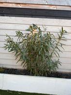 2 oleanders, Ophalen, Overige soorten, 100 tot 250 cm