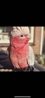 Tamme jonge rose kaketoe, Mannelijk, Papegaai, Pratend