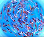 Jonge Japankoi van bekende kwekers zeer grote keus (3000 st), Karper of Koi