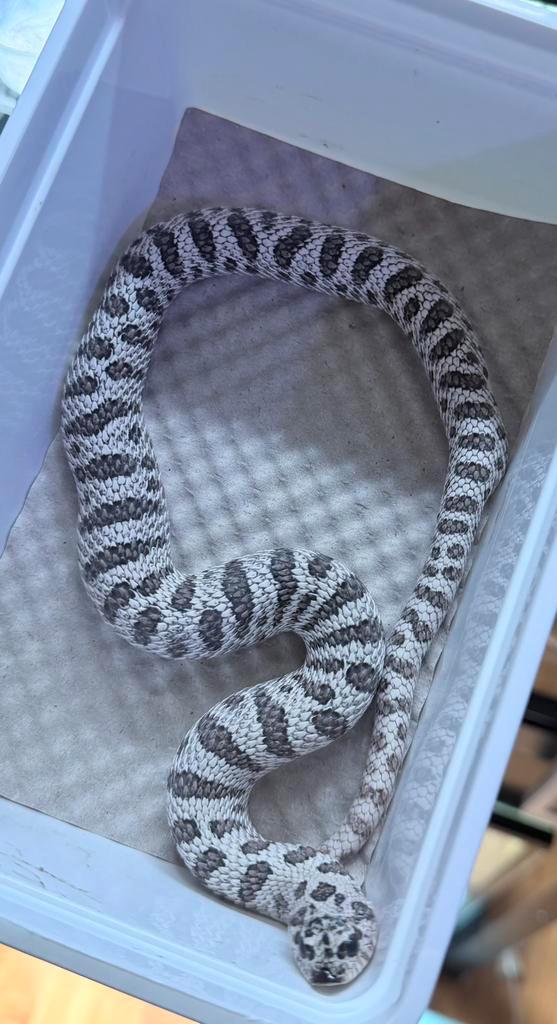 1.0 heterodon nasicus 2024 Milk Snake - male for sale from Soulles-Reptiles