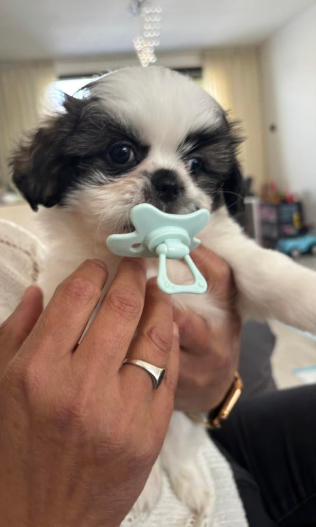 Schattige Boomer/Pekinees puppy’s, Overige rassen, 8 tot 15 weken, Meerdere, Meerdere dieren