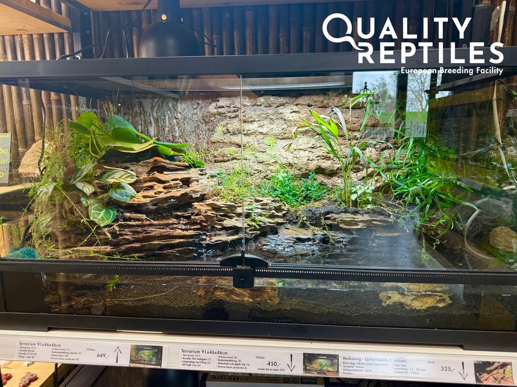 Koppel rood oog krokodil skinken (Tribolonotus gracilis), Hagedis, 0 tot 2 jaar