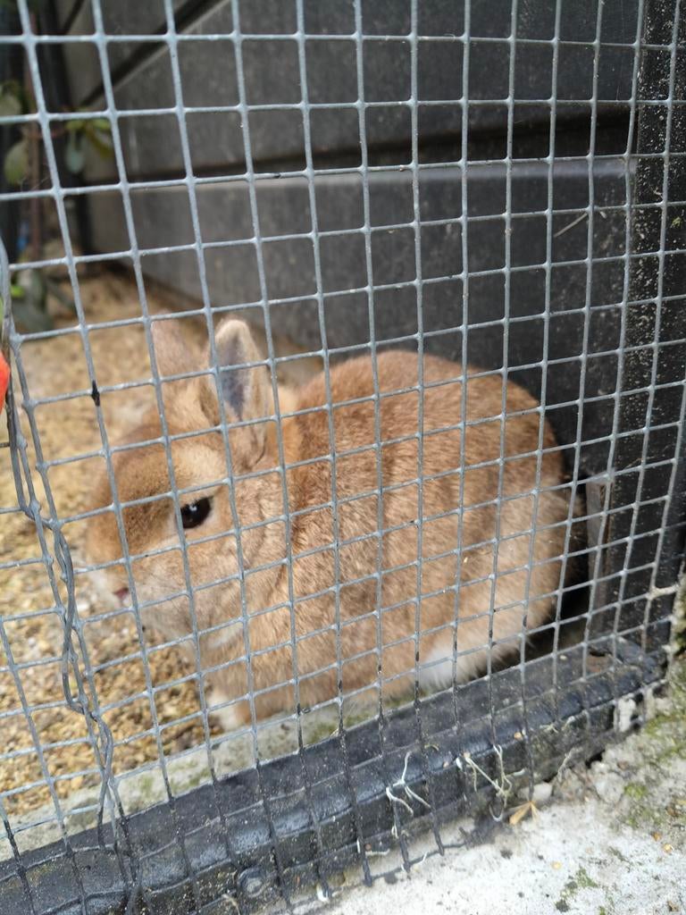Gratis 3 konijnen., Dieren en Toebehoren