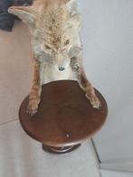 Opgezette vos zonder bril - klein mankement aan staart, Ophalen of Verzenden, Gebruikt, Wild dier, Opgezet dier