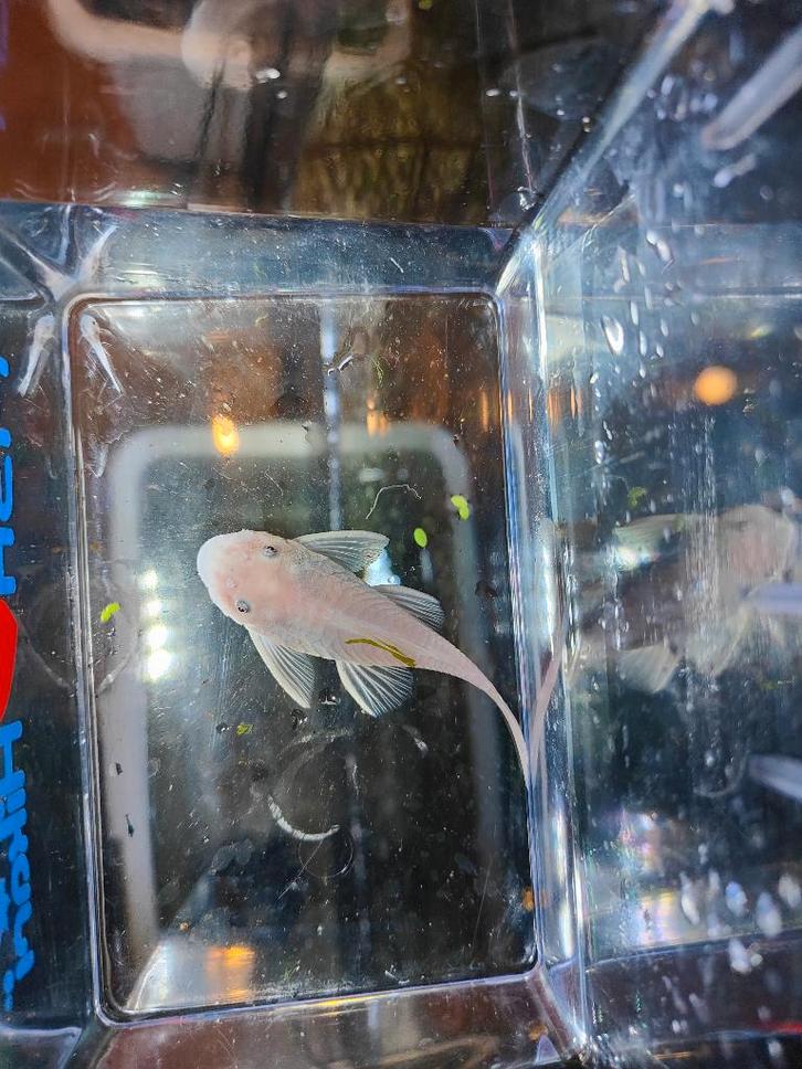 Koppel ancistrus Snow White, Dieren en Toebehoren, Vissen | Aquariumvissen, Zoetwatervis, Vis