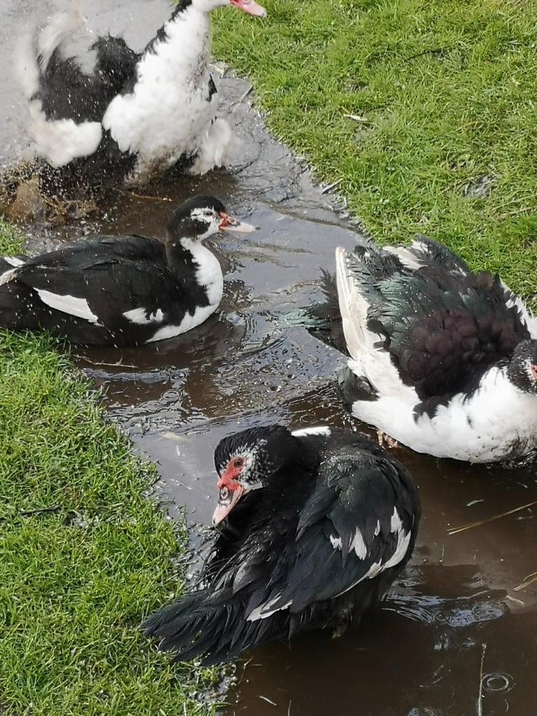 Kaapse eenden, Dieren en Toebehoren, Meerdere dieren, Eend