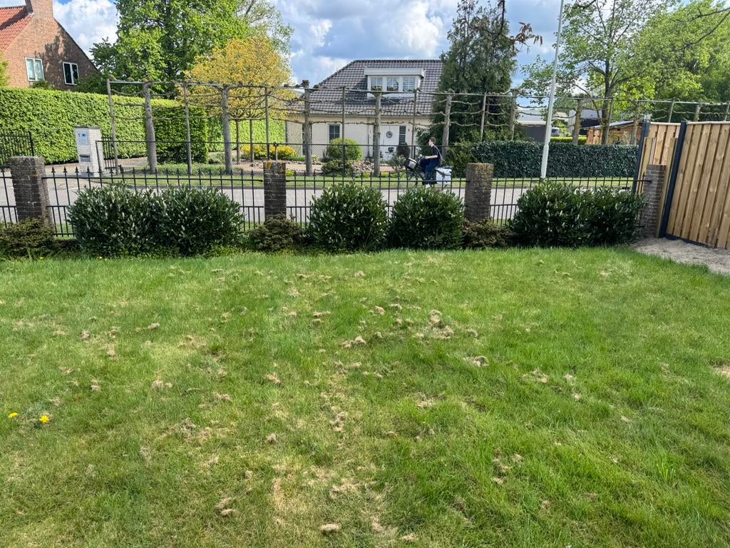 Gratis op te halen!!!  Groene boompjes winter hard gr, Tuin en Terras, Planten | Bomen, Ophalen of Verzenden, Volle zon, Overige soorten