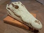 Grote Nijlkrokodil schedel 40 cm – CITES papieren – legaal, Ophalen of Verzenden, Zo goed als nieuw, Reptiel of Amfibie, Schedel