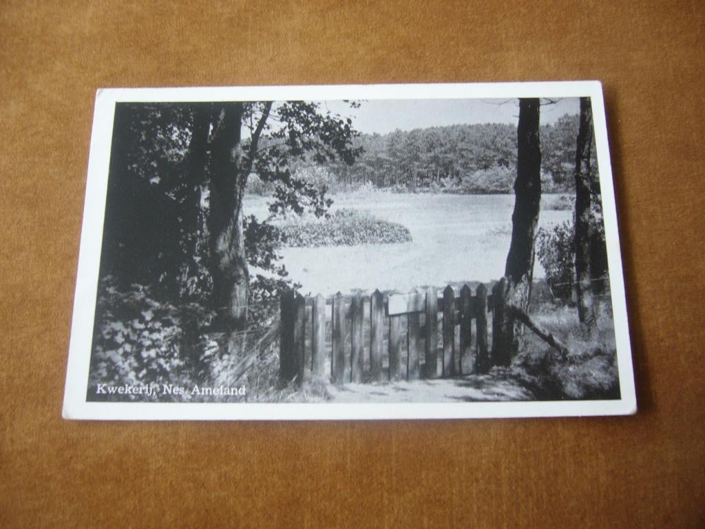 NES AMELAND  =  KWEKERIJ, Ophalen of Verzenden, 1940 tot 1960, Gelopen, Waddeneilanden