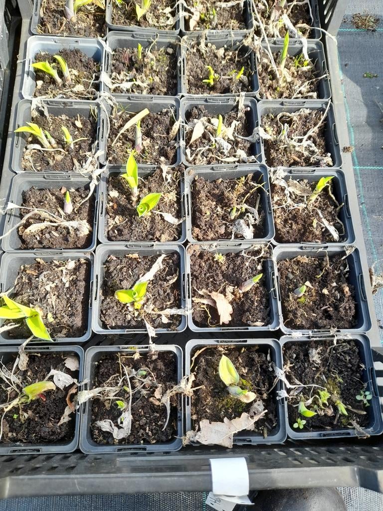 Hosta June P9, Ophalen of Verzenden, Overige soorten, Halfschaduw