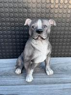 stafford zittend 33hoog 20breed/Nieuw!, Verzamelen, Beelden en Beeldjes, Ophalen of Verzenden, Nieuw, Dier