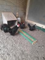 Java krielen te koop, Meerdere dieren, Kip