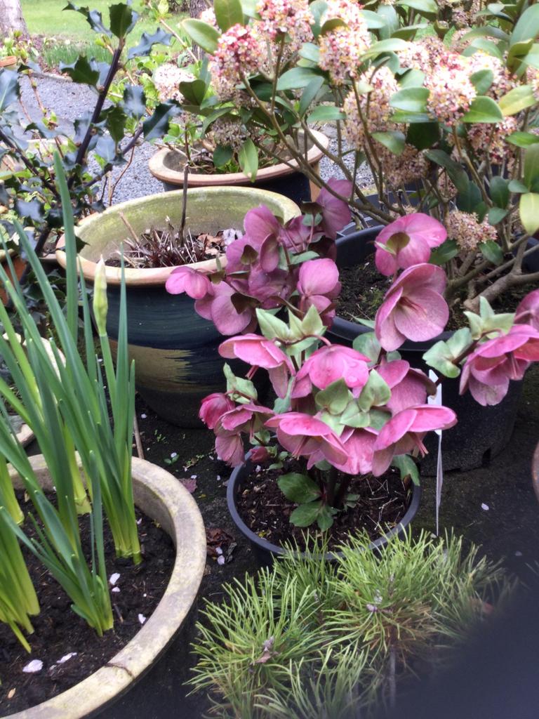 Zaailingen van rode Helleborus €1,00 per potje, Tuin en Terras, Planten | Tuinplanten, Ophalen of Verzenden