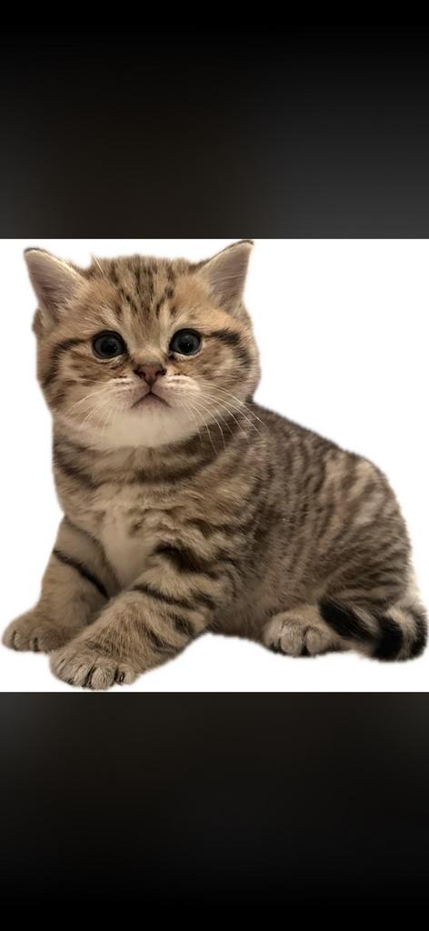 Prachtig  brits golden Tabby katertje. Latent dby, Dieren en Toebehoren, Katten en Kittens | Raskatten | Korthaar, Kater, Met stamboom