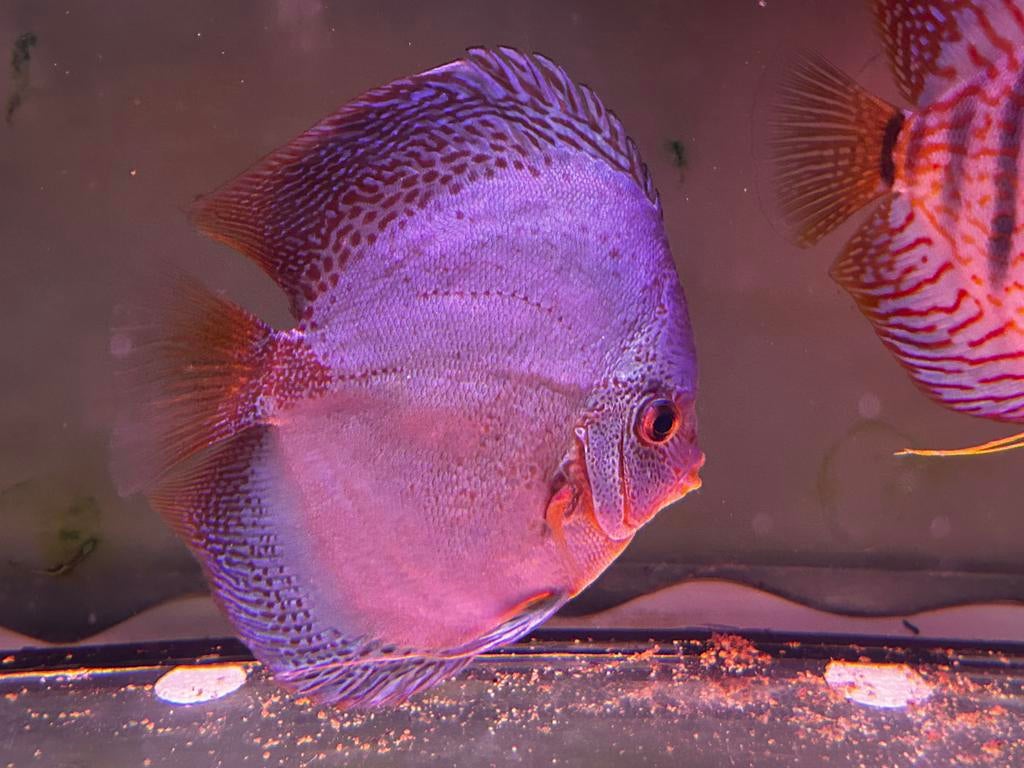 10 stuks discus vissen te koop, Vis