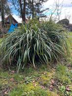 Mooie grote kluiten siergras, Ophalen, Siergrassen, Volle zon