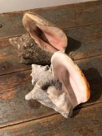 SCHELPEN PRACHTIGE KLEUR 2 STUKS, Ophalen of Verzenden, Schelp(en)