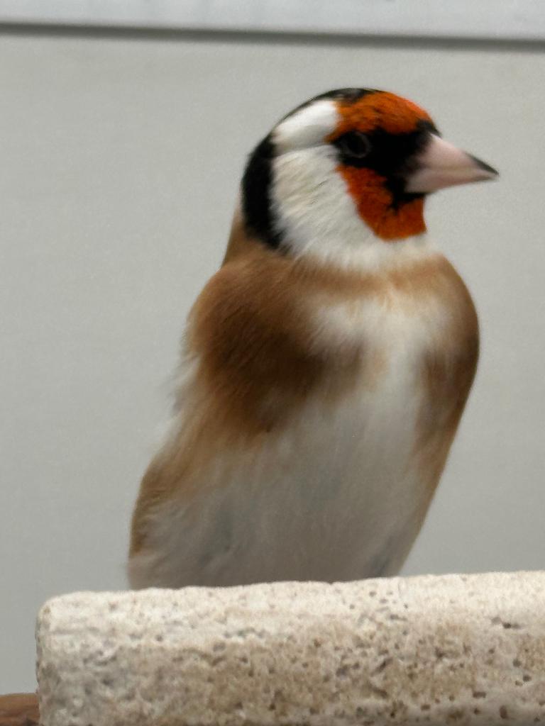 Vogels, Dieren en Toebehoren, Vogels | Overige Vogels, Mannelijk, Wildzangvogel, Geringd