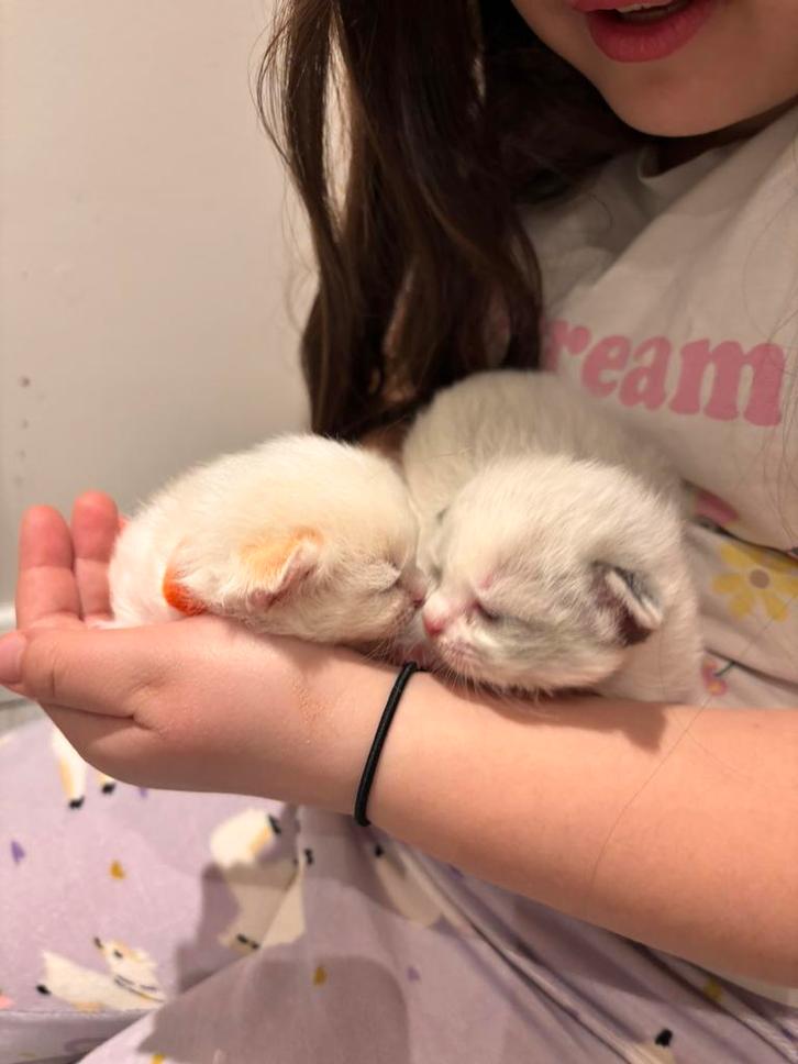 Ragdoll /maincoon, Dieren en Toebehoren, Katten en Kittens | Overige Katten, Meerdere dieren