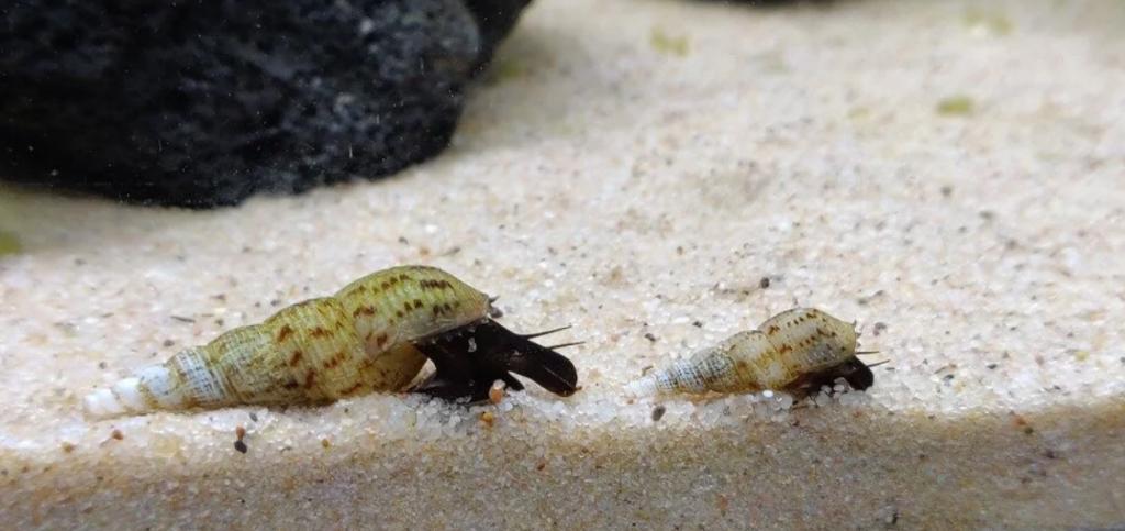Gratid af te halen Maleisische Trompet Slakken, Dieren en Toebehoren, Slak of Weekdier