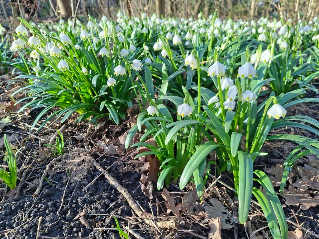 Sneeuwklokjes en Lecojum vernum, Ophalen of Verzenden, Vaste plant, Overige soorten, Halfschaduw