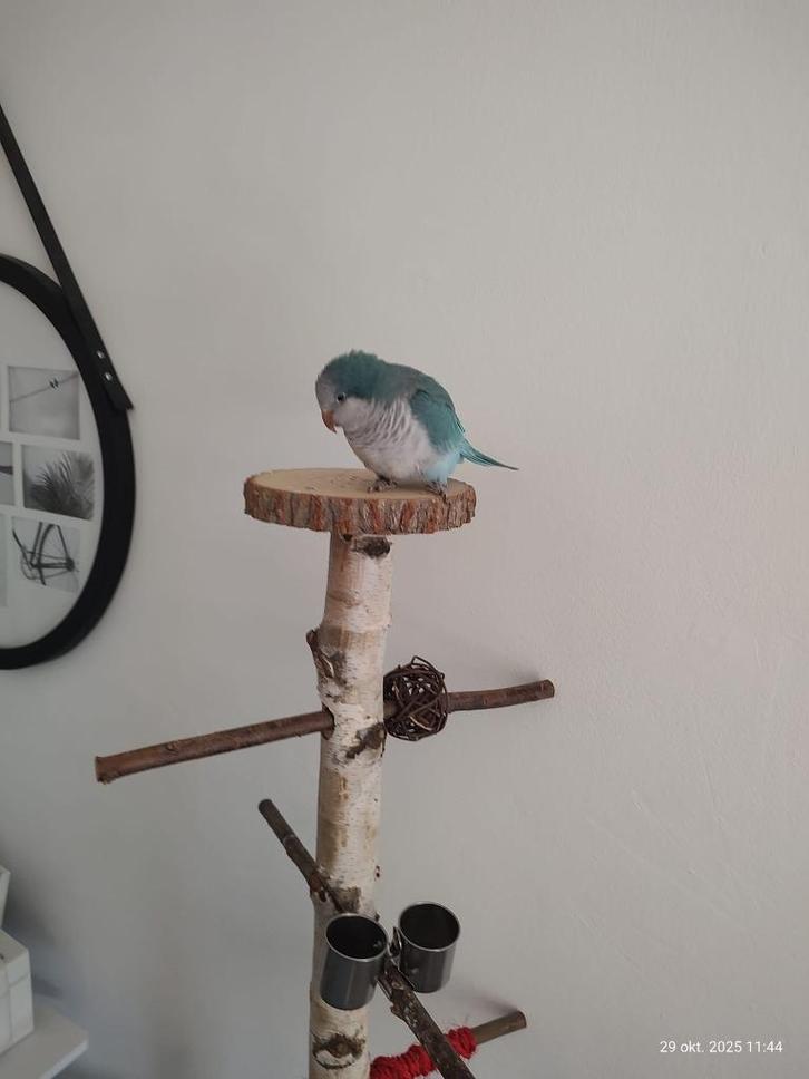 Schattige tamme muisparkiet, Dieren en Toebehoren, Vogels | Parkieten en Papegaaien, Parkiet, Mannelijk, Tam