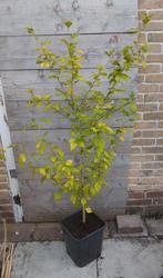 Grote Hibiscus in kweekpot, 150 cm., Ophalen, Overige soorten