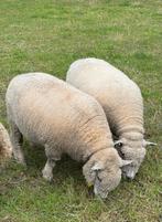 Te koop Ryeland ooien, Dieren en Toebehoren, Schapen, Geiten en Varkens, Vrouwelijk, Schaap