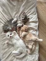 Lieve Brits Langhaar x Ragdoll kittens te koop!, Dieren en Toebehoren, Katten en Kittens | Raskatten | Langhaar, Gechipt, Meerdere dieren
