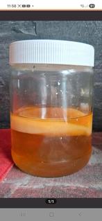 Scoby voor kombucha drank, Ophalen