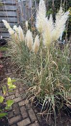 Pampus gras twee soorten grote pot ruim prijs 7,95 pst, Ophalen, Vaste plant, Siergrassen, Volledige schaduw