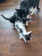 3 Boerderij kittens te koop, Dieren en Toebehoren, Katten en Kittens | Raskatten | Korthaar, Meerdere dieren, 0 tot 2 jaar