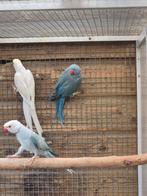 Te koop een mooi koppel halsbandparkieten +jong, Meerdere dieren, Parkiet, Geringd