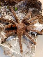 Avicularia - Brachypelma -Poecilotheria- Phormictopus, Dieren en Toebehoren, Insecten en Spinnen, Spin of Schorpioen