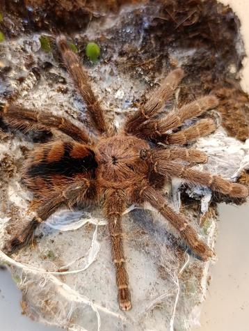 Avicularia - Brachypelma -Poecilotheria- Phormictopus beschikbaar voor biedingen