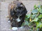 Lieve Boomer pups., Dieren en Toebehoren, Nederland, Overige rassen, 8 tot 15 weken, CDV (hondenziekte)