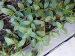 Bodembedekker maagdenpalm vaste plant, Tuin en Terras, Planten | Tuinplanten, Ophalen, Bodembedekkers, Vaste plant, Halfschaduw