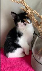 Kittens vrouwtje/ mannetje, Dieren en Toebehoren, Katten en Kittens | Overige Katten, Meerdere dieren