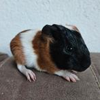 2 Baby cavia zusjes , cavias, zeugje, Dieren en Toebehoren, Knaagdieren, Cavia, Augustus, Vrouwelijk, Tam