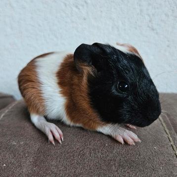 2 Baby cavia zusjes , cavias, zeugje beschikbaar voor biedingen