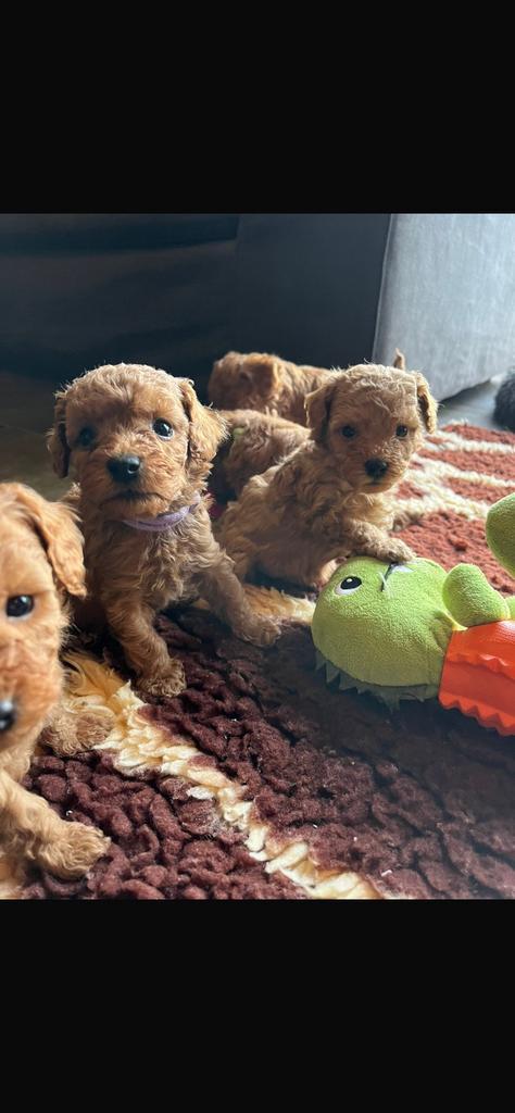 Kleine doodle pups 🐶, Dieren en Toebehoren, Honden | Niet-rashonden, Klein, Reu, Fokker | Hobbymatig, Meerdere, Nederland, 8 tot 15 weken
