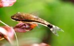 Macrospilus affinis/vitattus - Otocinclus (Dwergalgeneter), Vis, Zoetwatervis